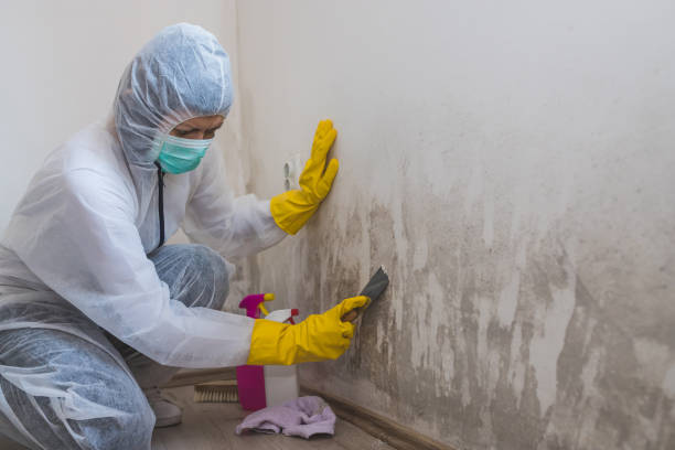 Mold Testing and Removal in Chatsworth, GA