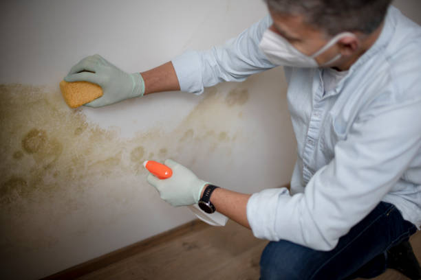 Best Crawl Space Mold Removal  in Chatsworth, GA
