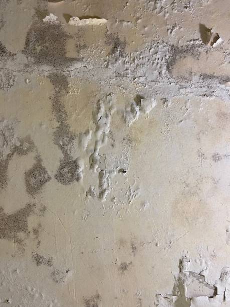 Best Water Damage Restoration  in Chatsworth, GA