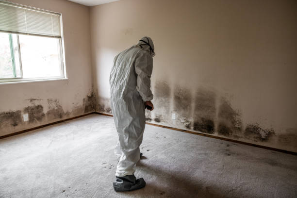 Best Local Mold Removal Service  in Chatsworth, GA