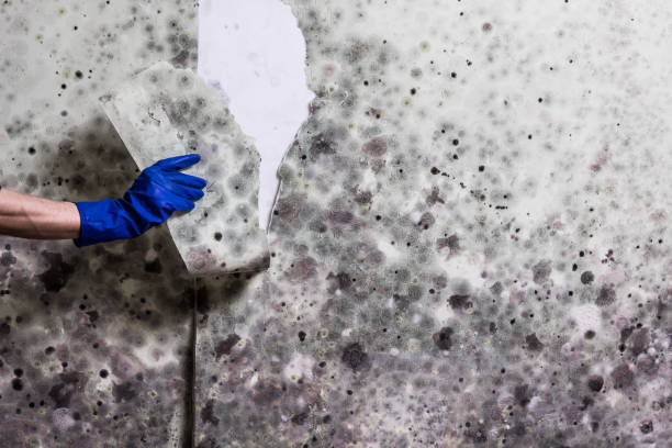Attic Mold Removal in Chatsworth, GA