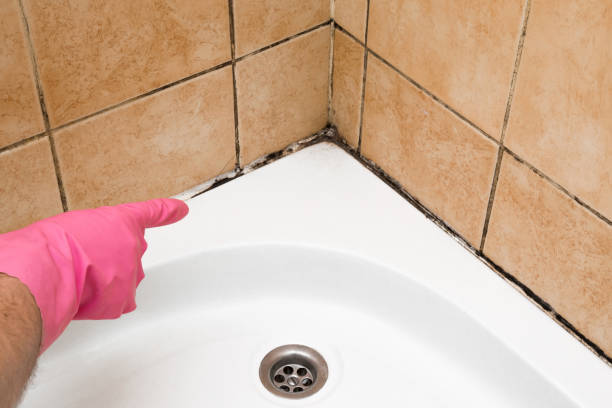 Best Attic Mold Removal  in Chatsworth, GA